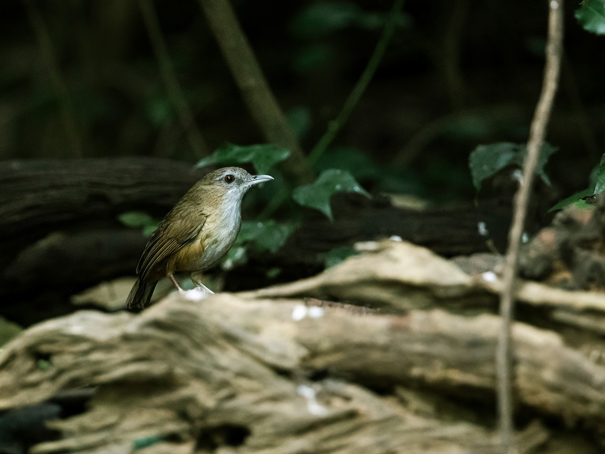 Abbott's Babbler - ML257374401