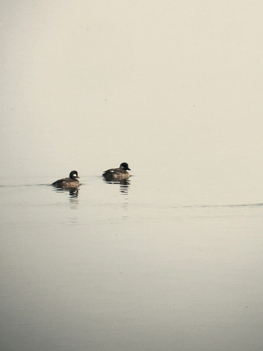 Bufflehead - ML257374971