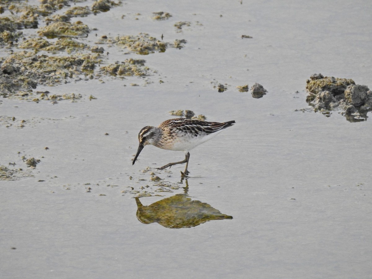 Broad-billed Sandpiper - Tuvia Kahn