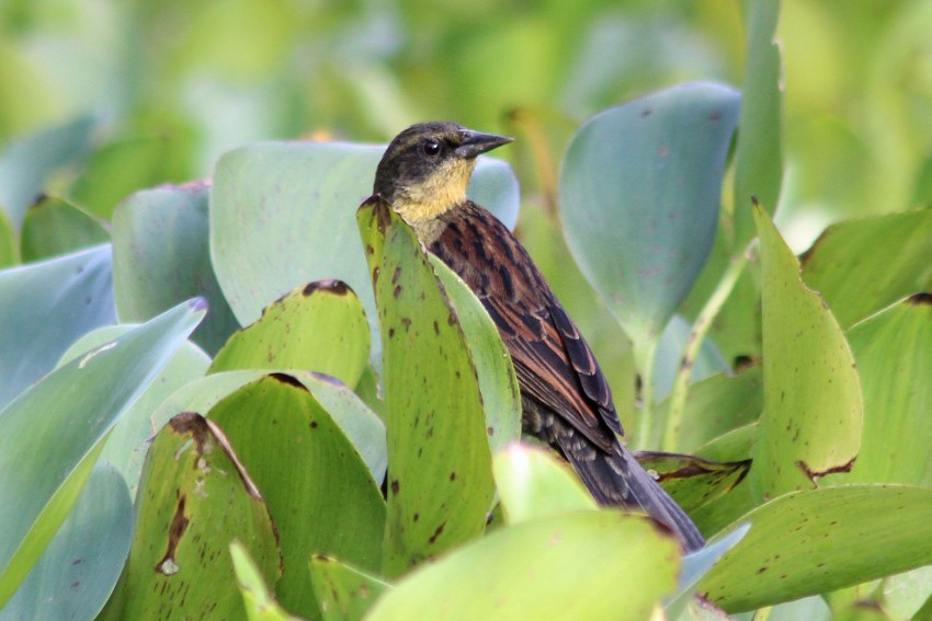 Unicolored Blackbird - ML257377361