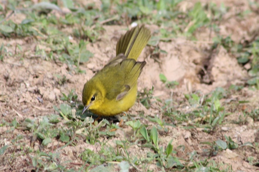 Flavescent Warbler - ML257377431