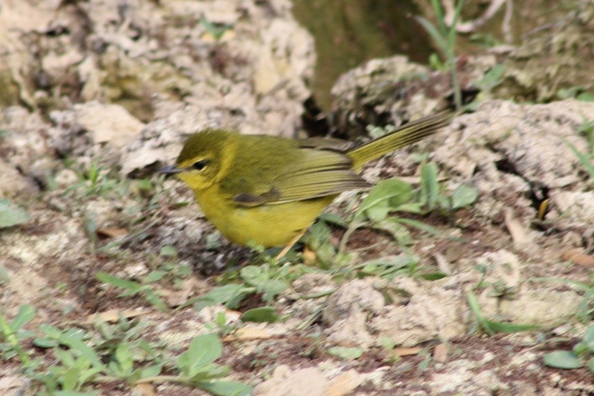 Flavescent Warbler - ML257377451