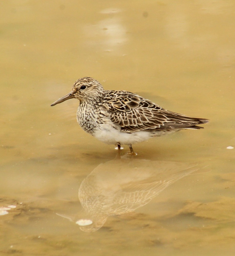 Pectoral Sandpiper - ML257377791