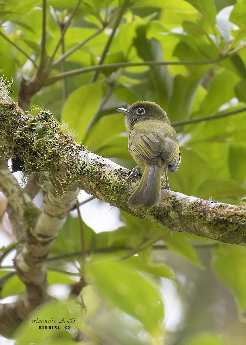 Eye-ringed Flatbill - ML257381581