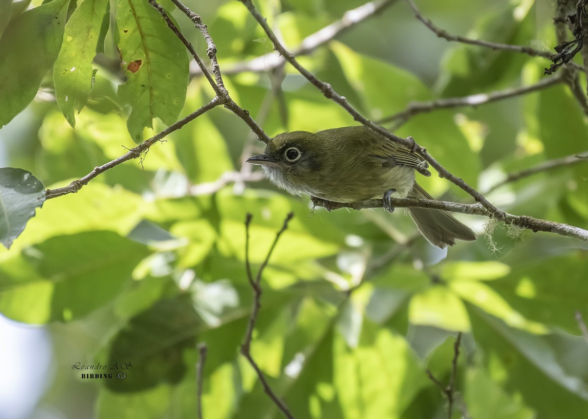 Eye-ringed Flatbill - ML257381711