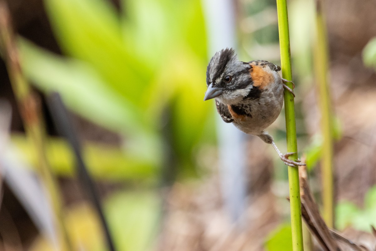 Rufous-collared Sparrow - ML257383181