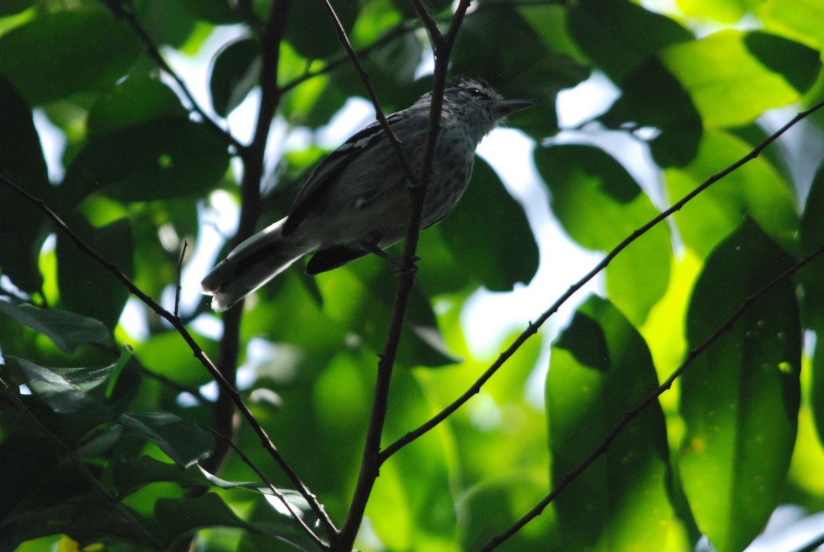 Large-billed Antwren - ML257383451