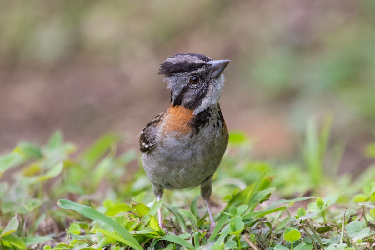 Rufous-collared Sparrow - ML257383521