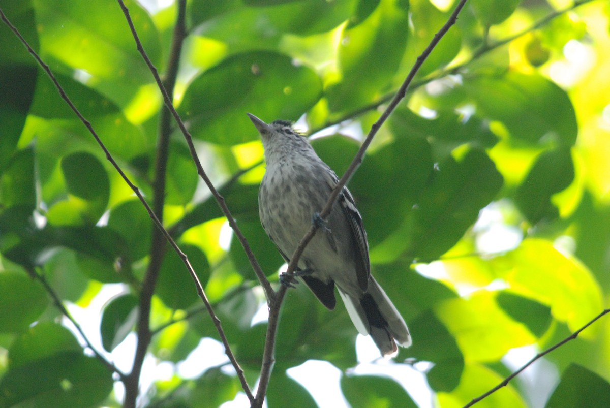 Large-billed Antwren - ML257383541