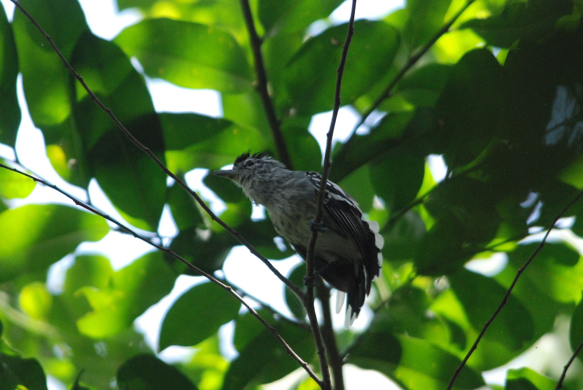 Large-billed Antwren - ML257383641