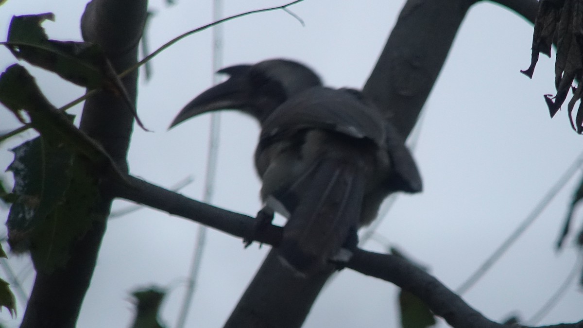 Indian Gray Hornbill - Craig Reed