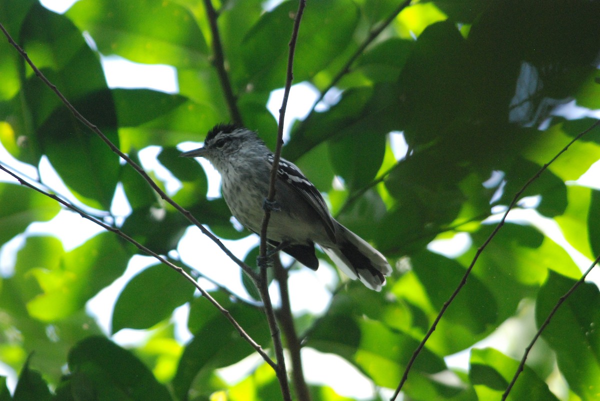 Large-billed Antwren - ML257383661