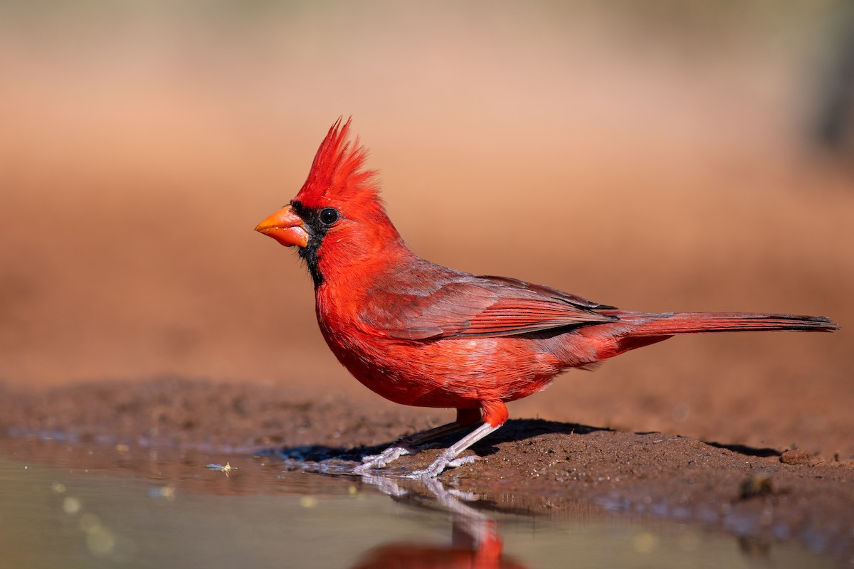 Cardinal rouge - ML257386271