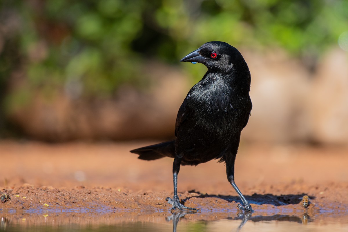 Bronzed Cowbird - ML257386301