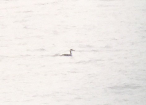 Red-necked Grebe - ML25738631