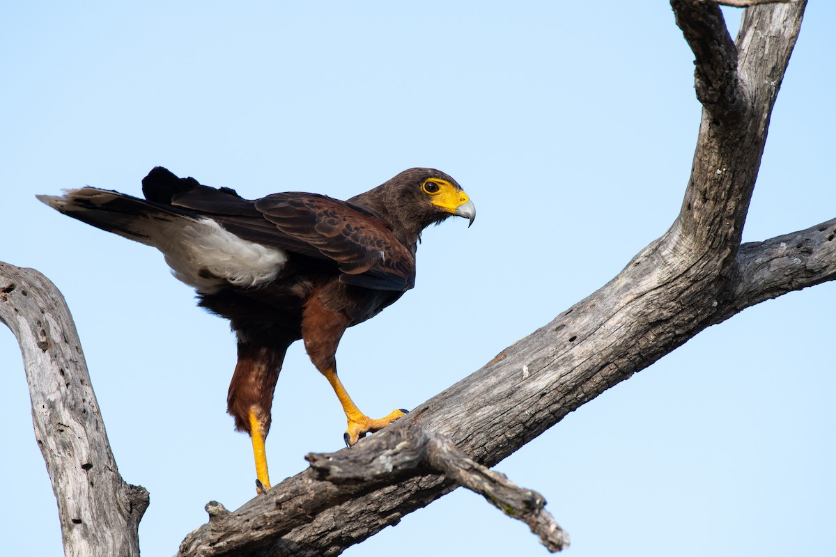 Harris's Hawk - ML257386661