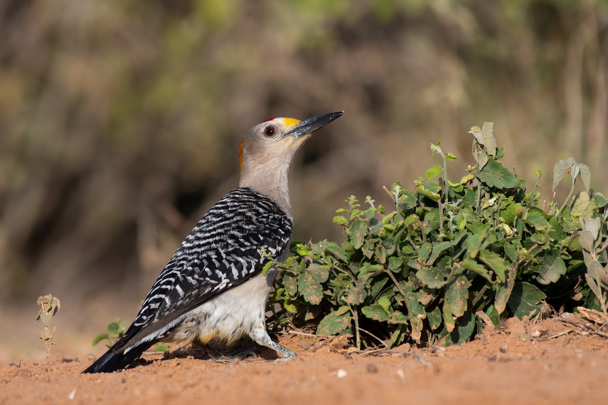 Golden-fronted Woodpecker - ML257386731