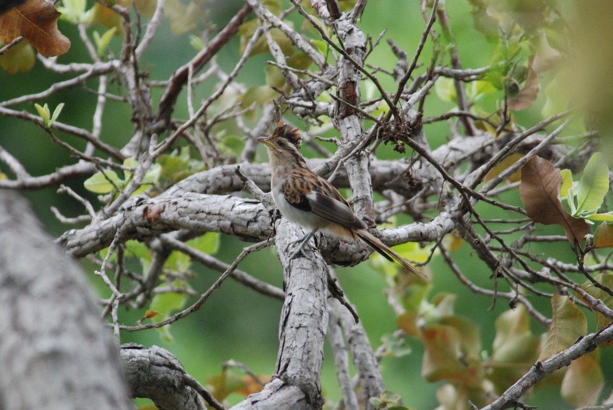 Striped Cuckoo - ML257388631