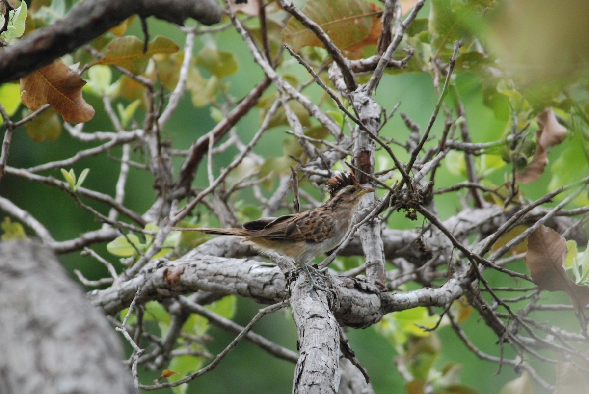 Striped Cuckoo - ML257388661