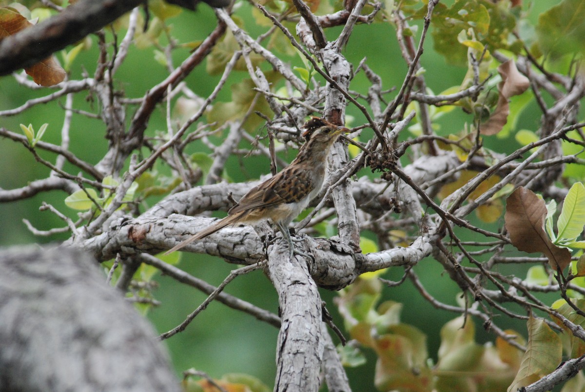 Striped Cuckoo - ML257388681