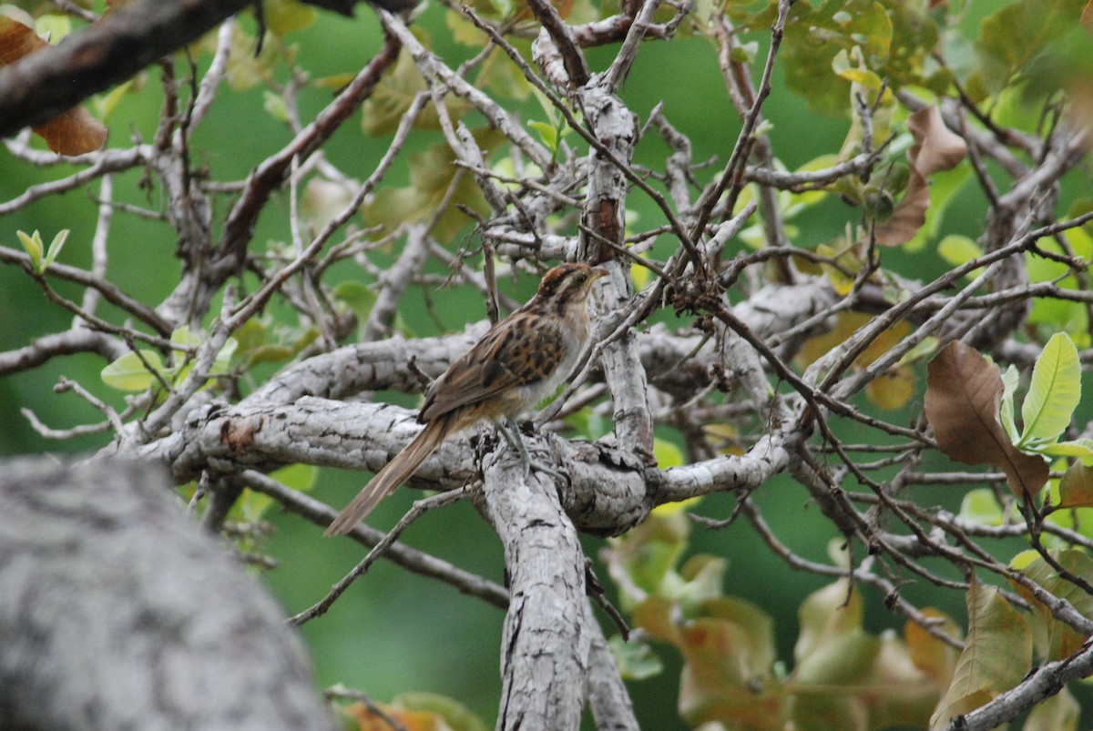 Striped Cuckoo - Daniel Lebbin