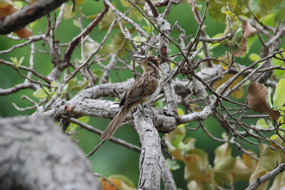 Striped Cuckoo - Daniel Lebbin