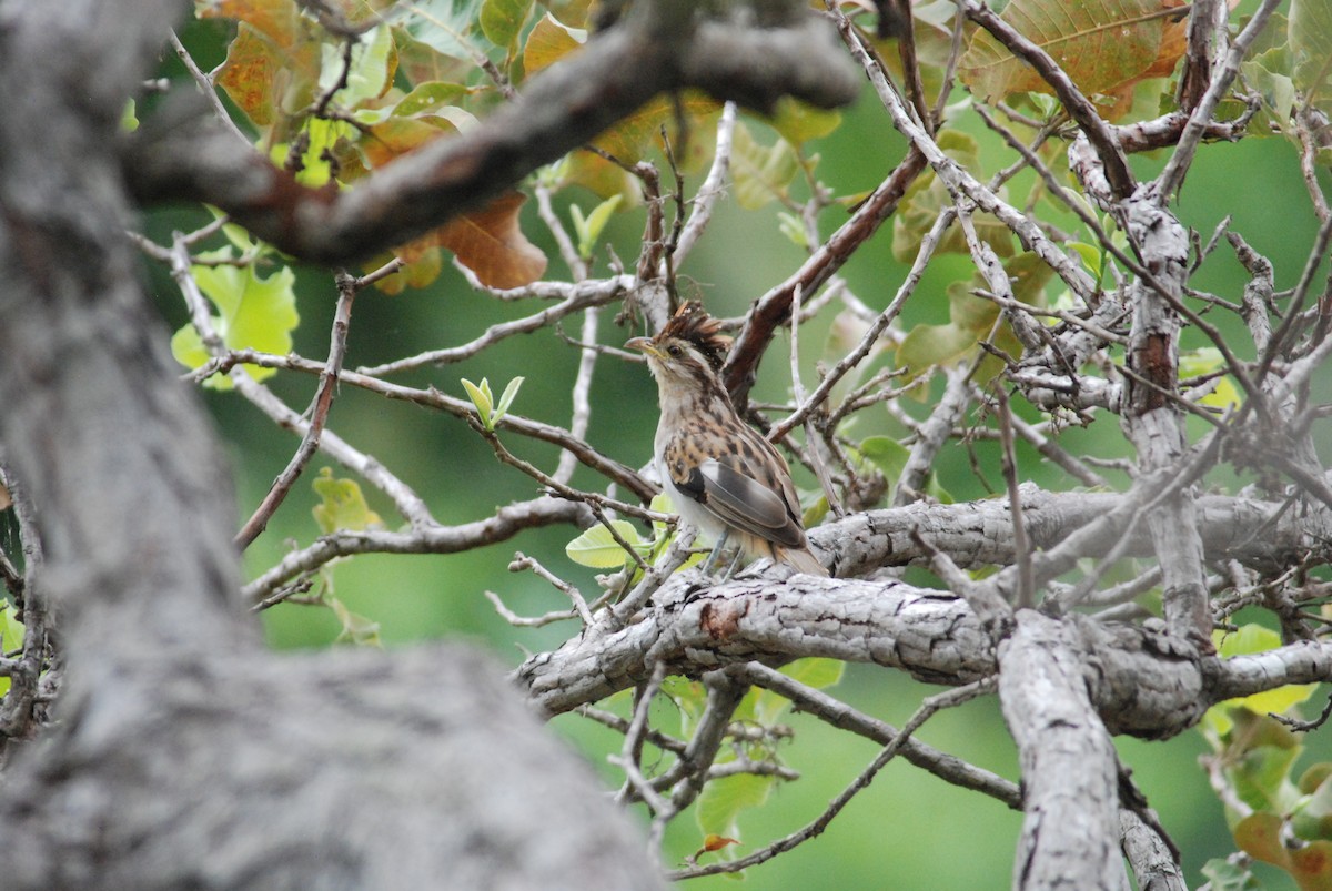 Striped Cuckoo - ML257388831