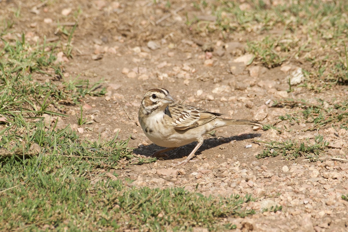 Lark Sparrow - ML257389631