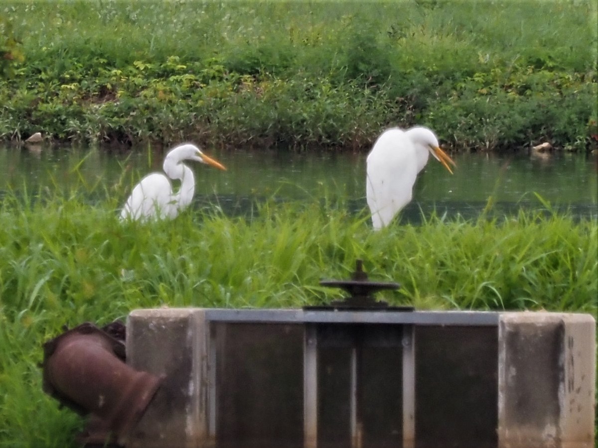 Great Egret - Jeffery Sole