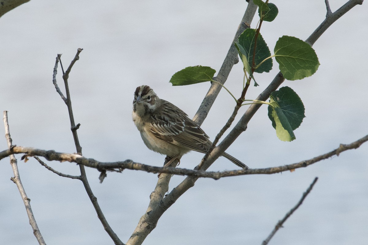 Lark Sparrow - ML257391031