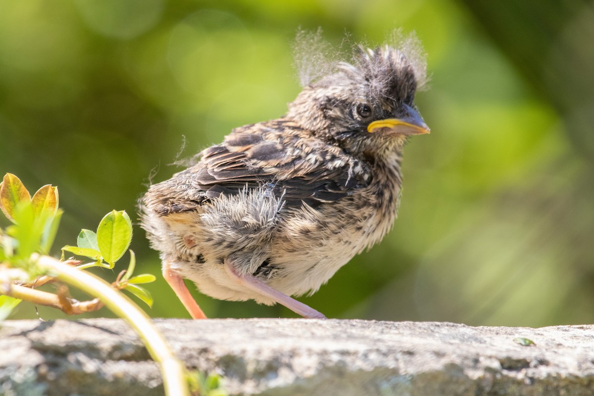 Rufous-collared Sparrow - ML257391861