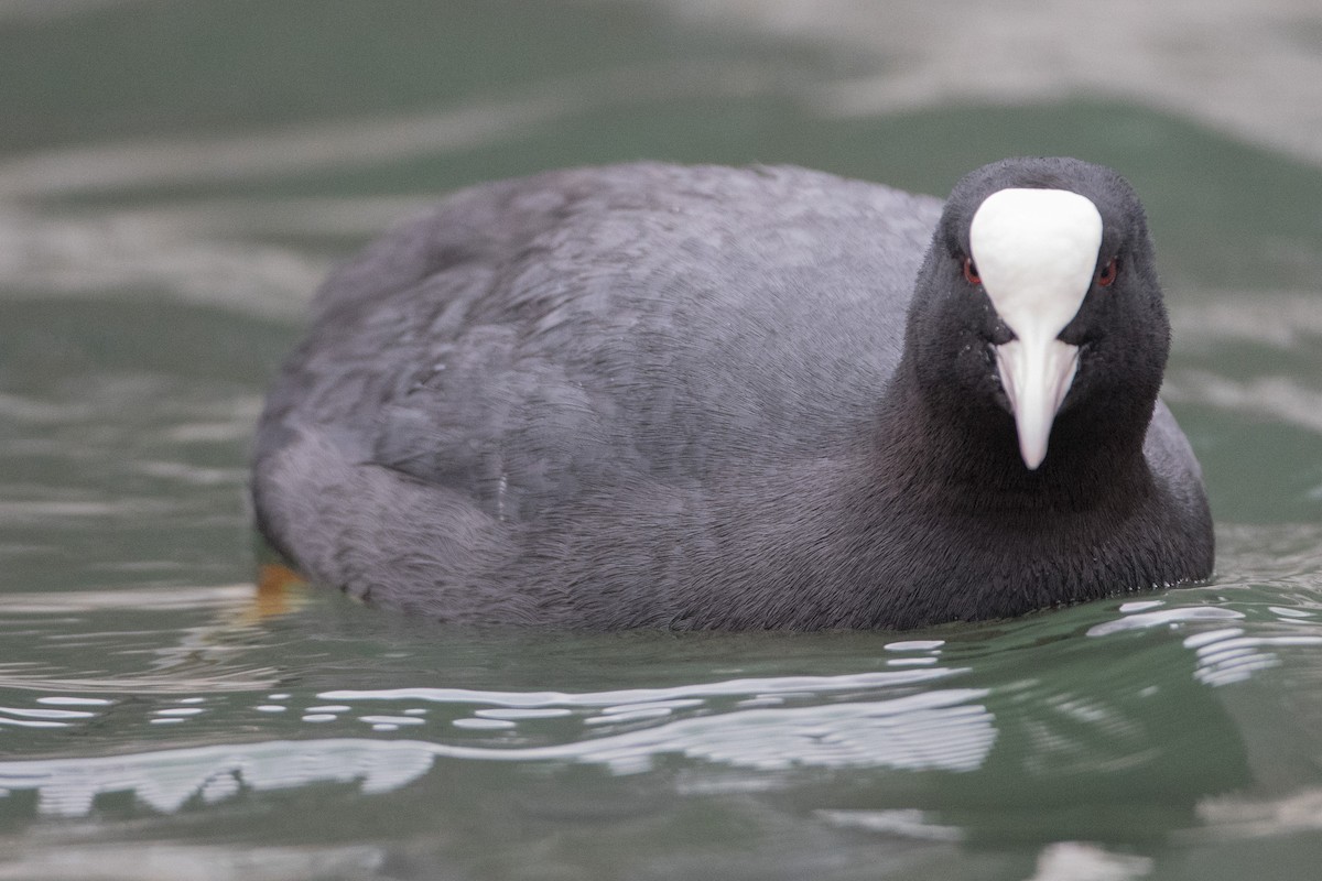 Eurasian Coot - Steve Kelling