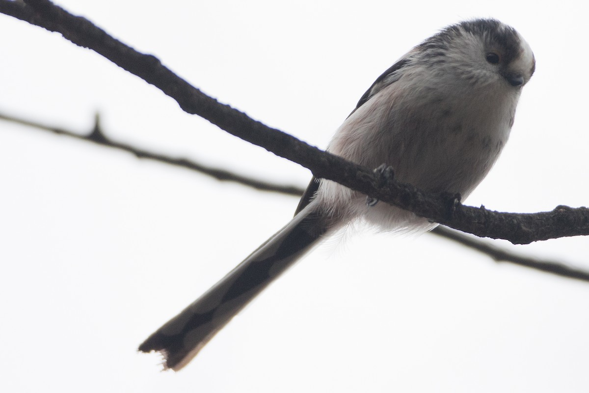 Long-tailed Tit - ML25739481