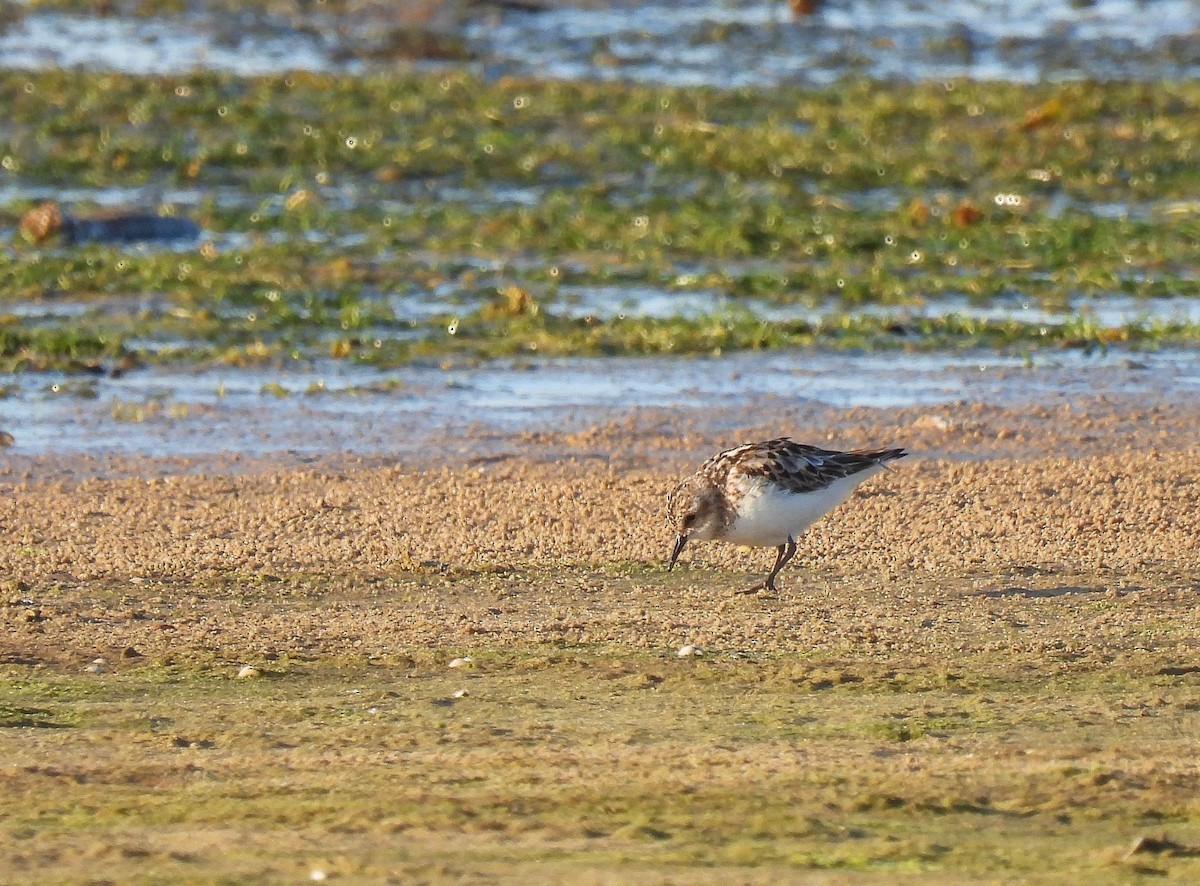 Zwergstrandläufer - ML257395851