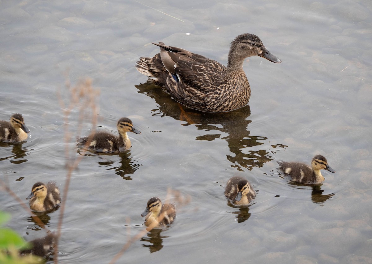 Mallard - Colin Leslie