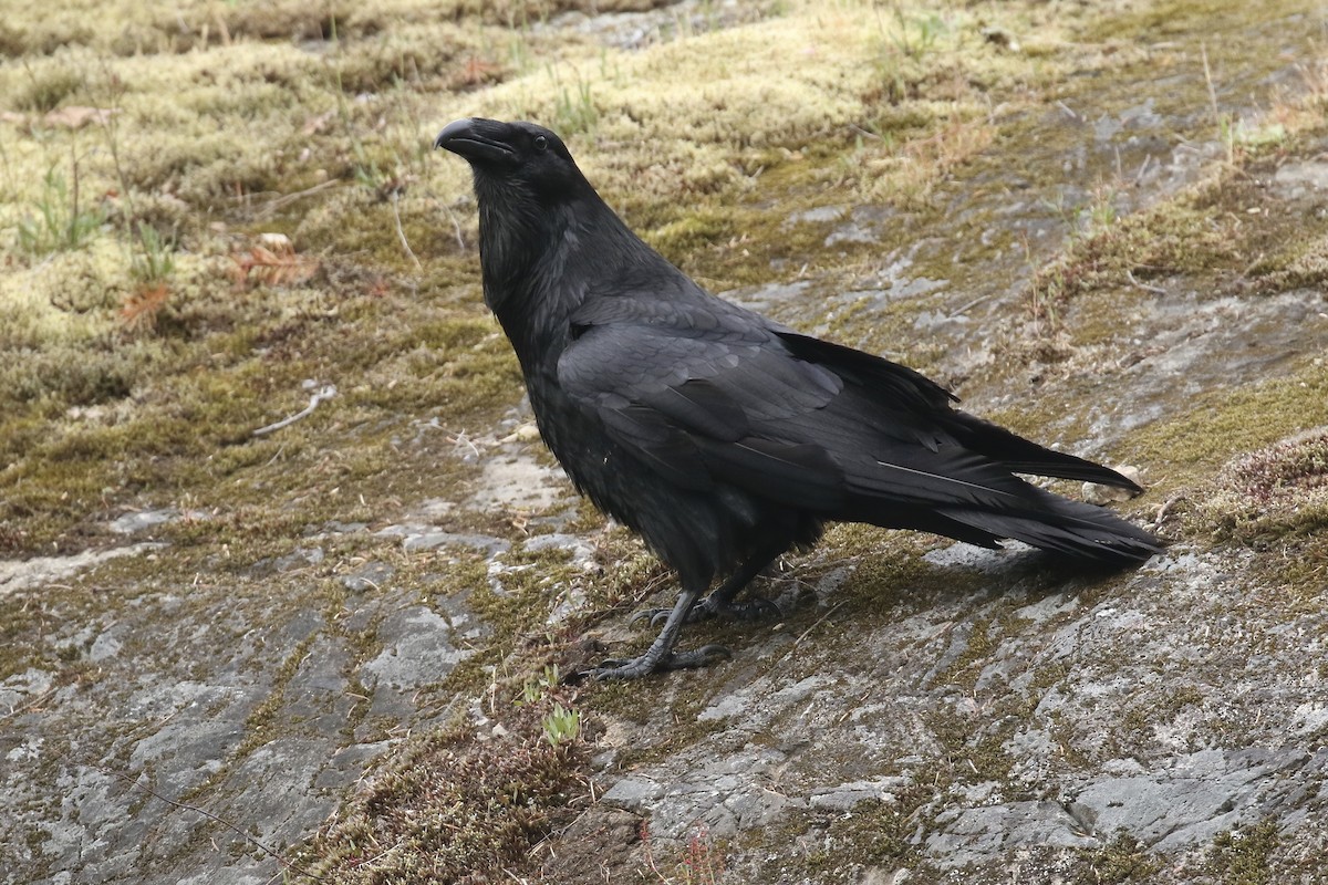 Common Raven - ML257397111