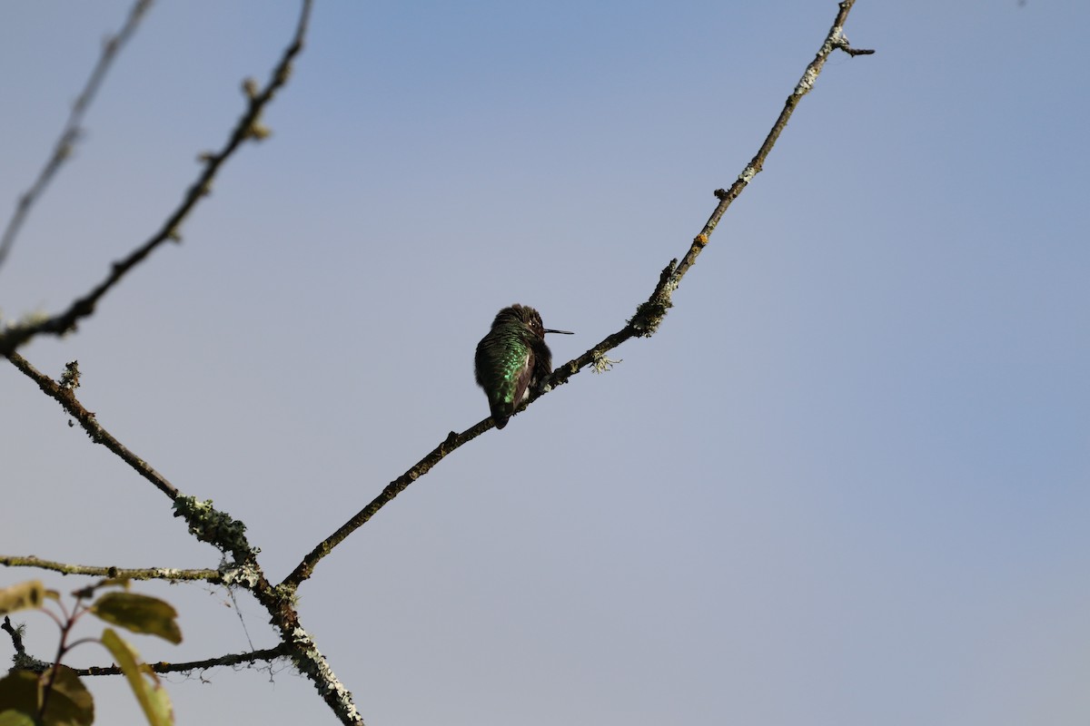 Anna's Hummingbird - ML257397241
