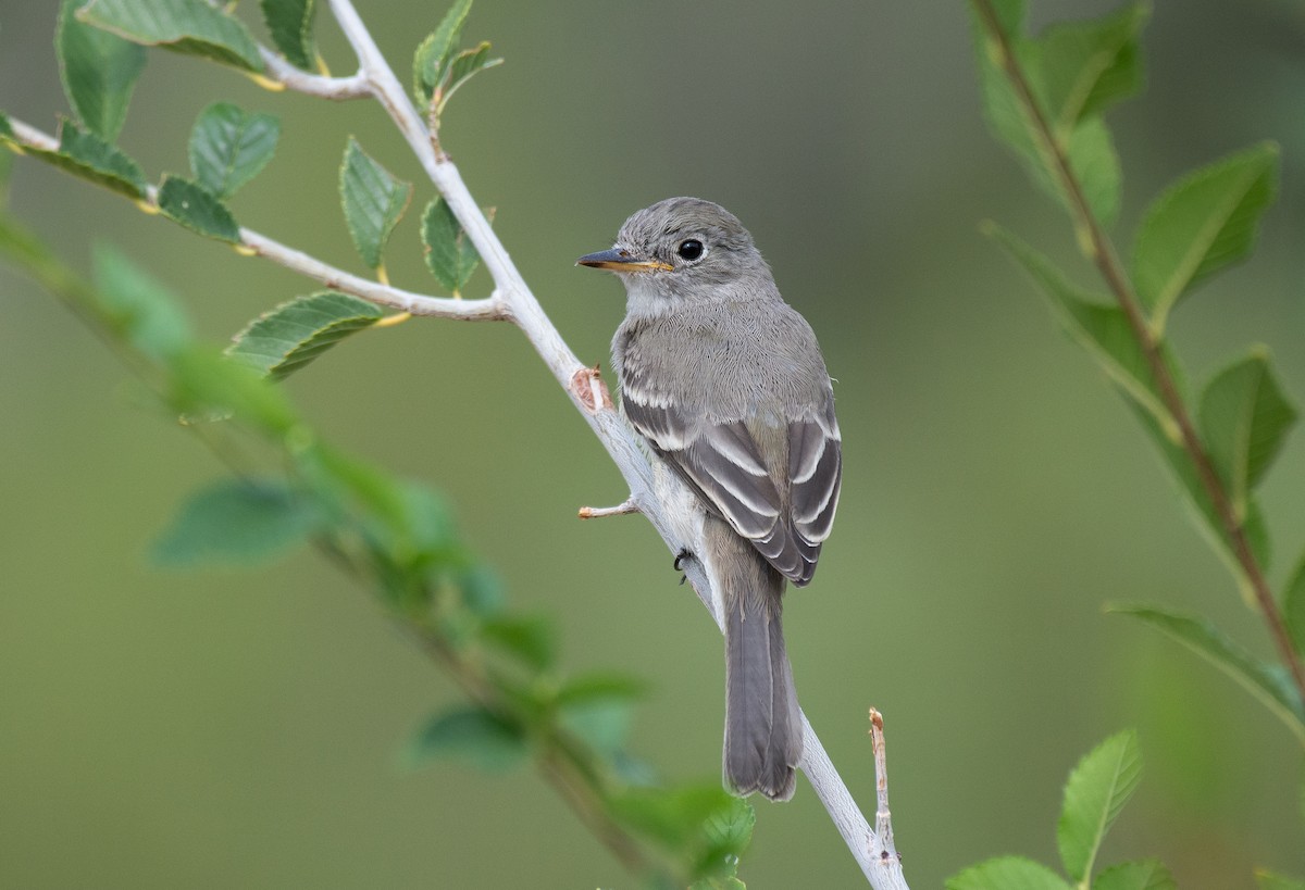 Gray Flycatcher - Jack Parlapiano