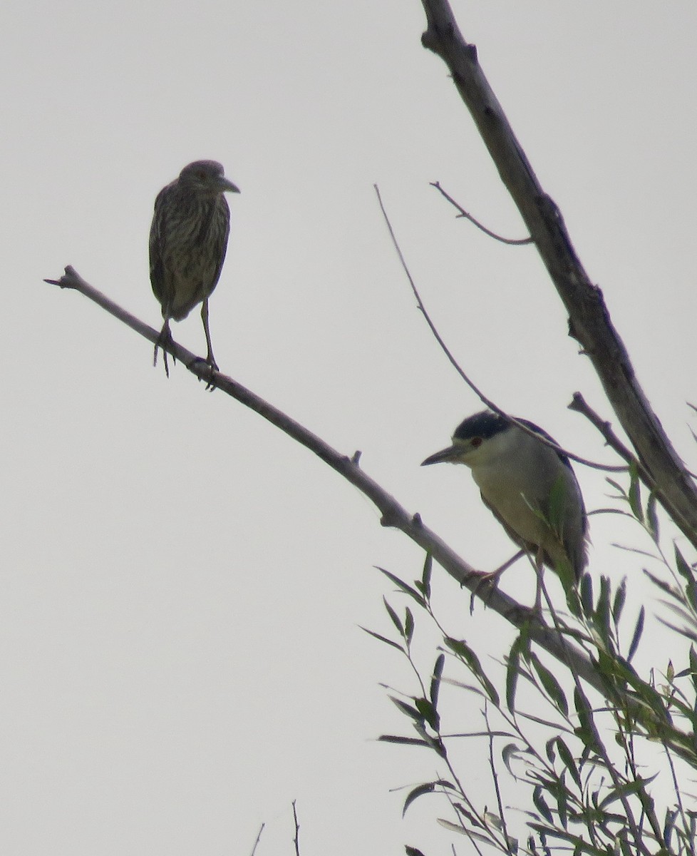 Black-crowned Night Heron - Karen Coupland