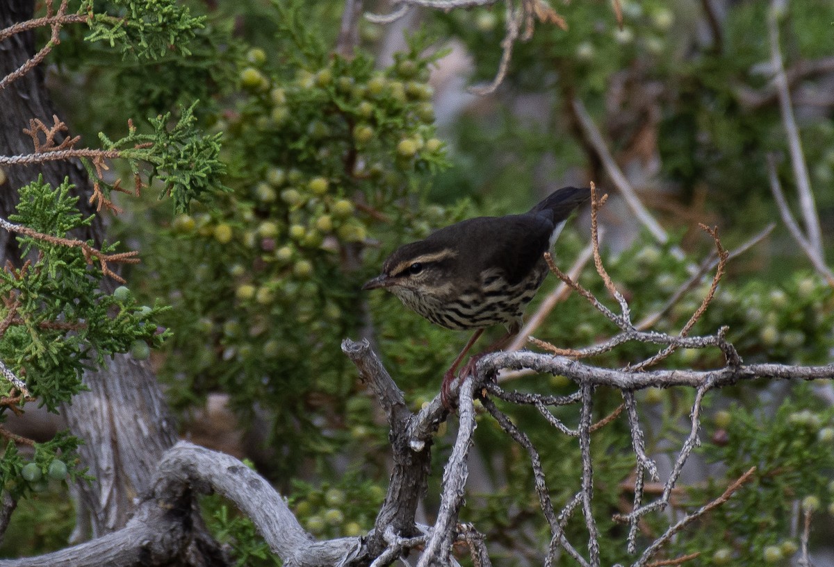 Northern Waterthrush - Jack Parlapiano