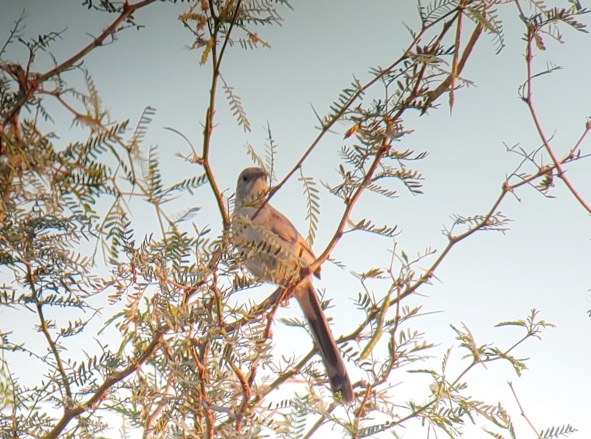 LeConte's Thrasher - ML257400671