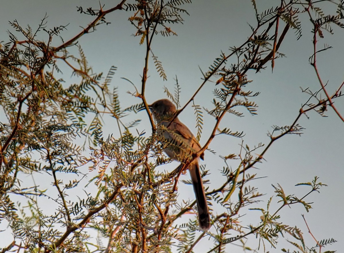 LeConte's Thrasher - ML257400711