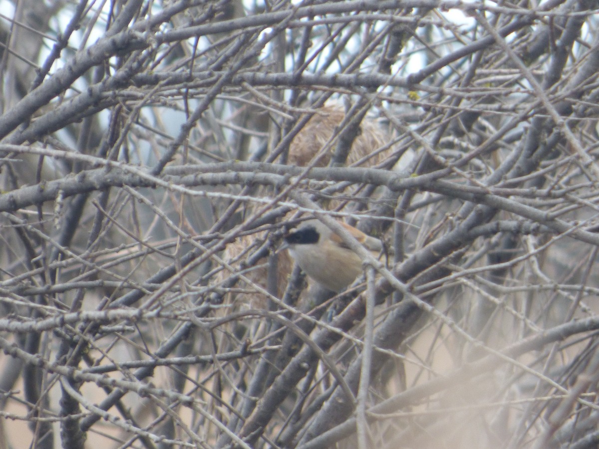 Eurasian Penduline-Tit - ML25740171