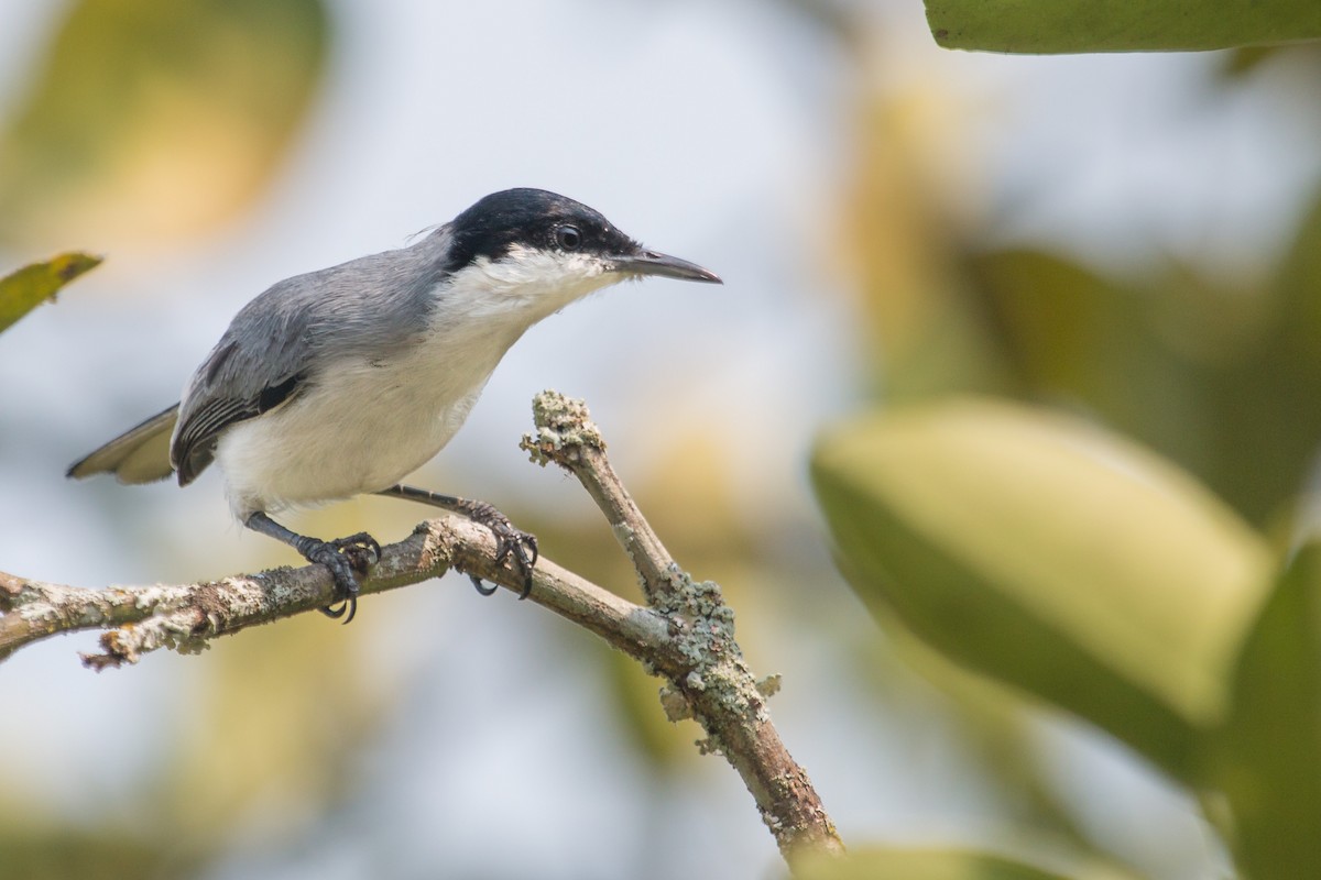 Gobemoucheron tropical - ML257401781