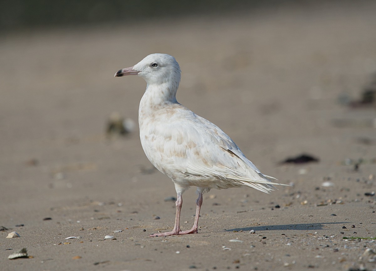 Glaucous Gull - ML257402081