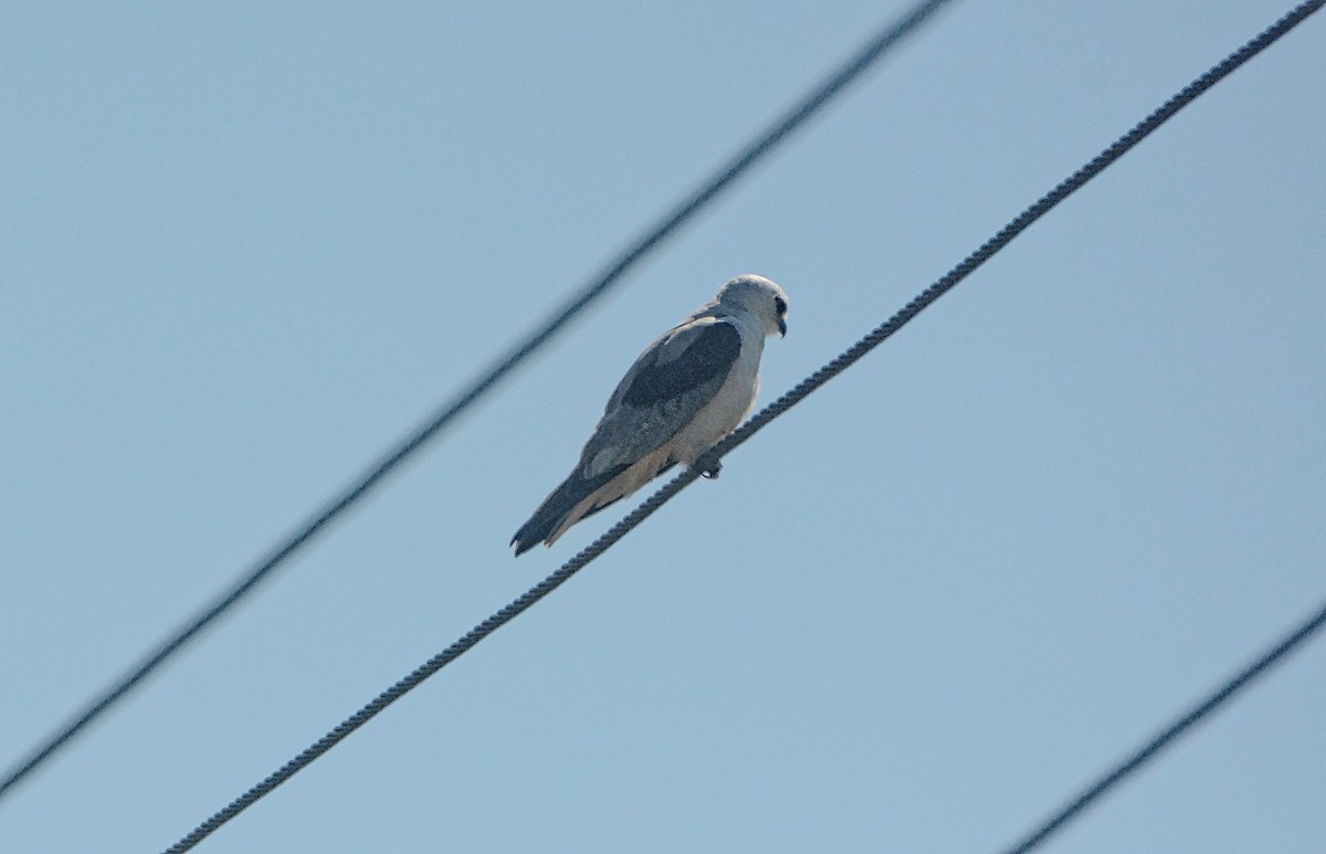 Black-shouldered Kite - Douglas Hall