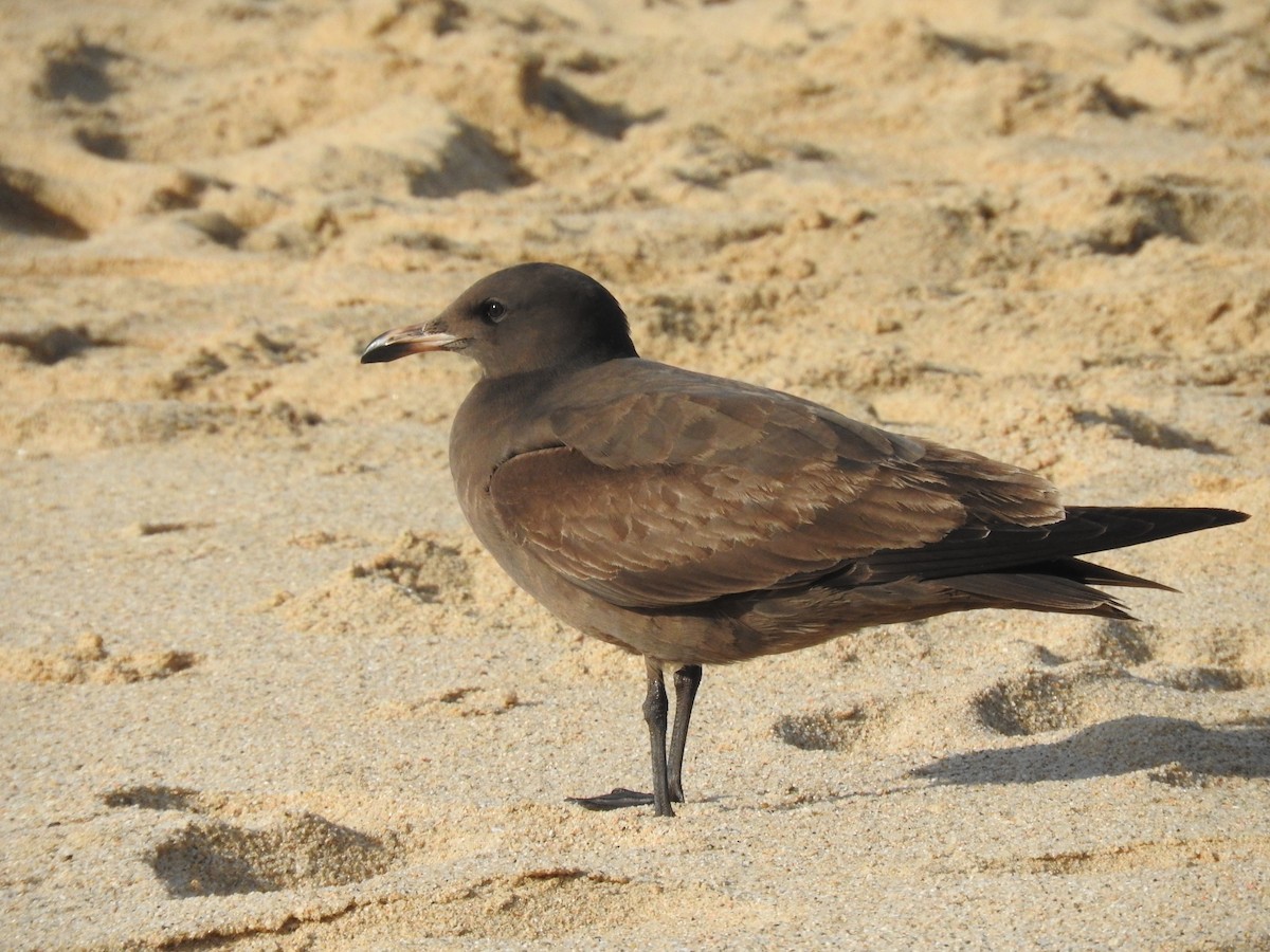 Heermann's Gull - Luis Gonzalez Carrazco