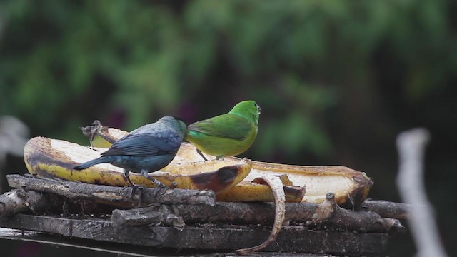 Black-capped Tanager - ML257402661