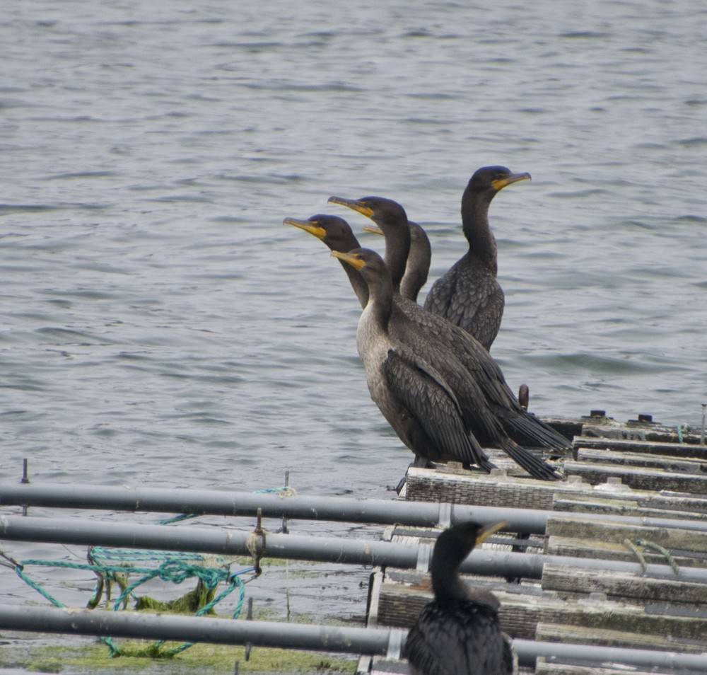 Double-crested Cormorant - ML257402751