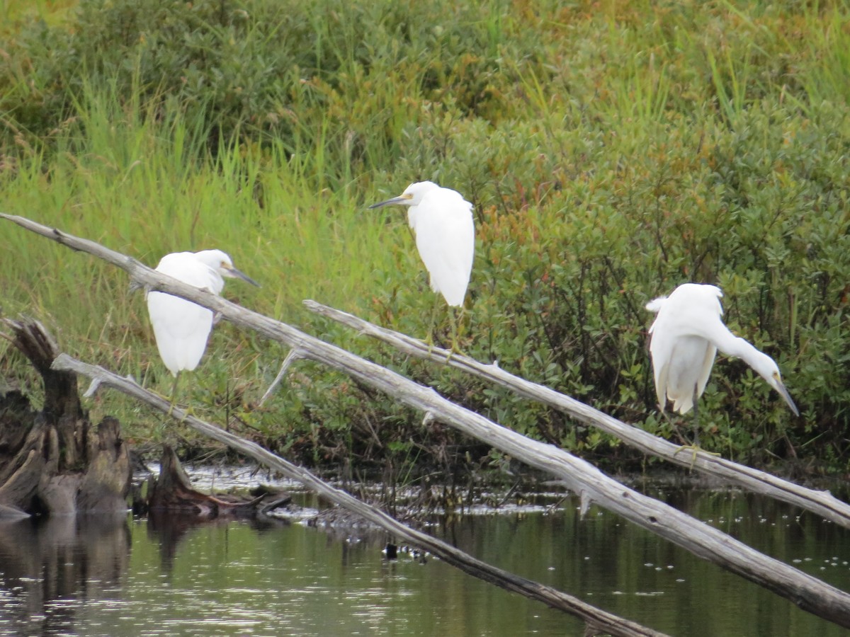 Snowy Egret - ML257403311